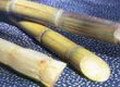 Sugarcane