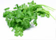 Coriander (Fresh)